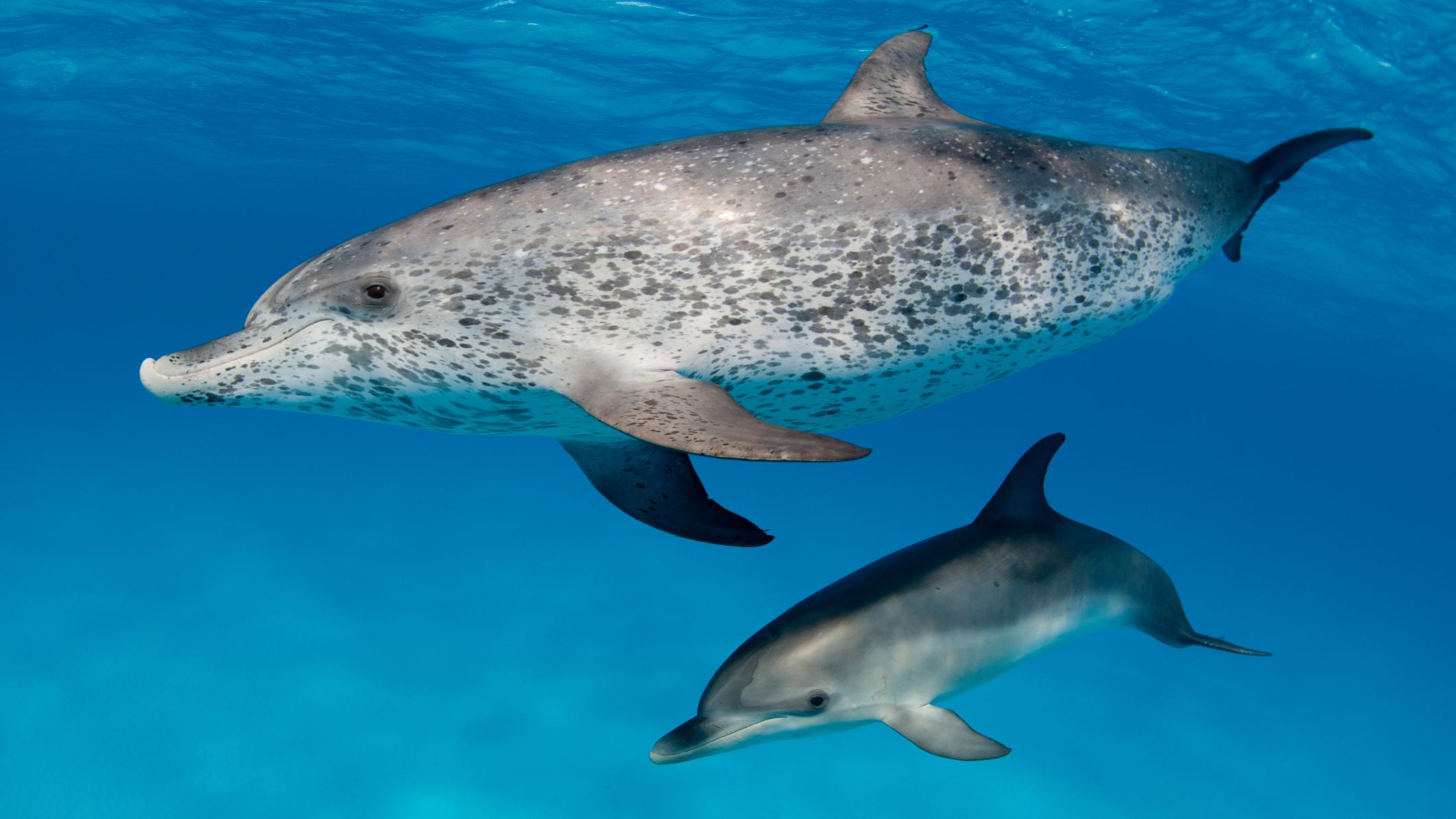 atlantic spotted dolphin and calf 56b6c0983df78c0b135b9edd