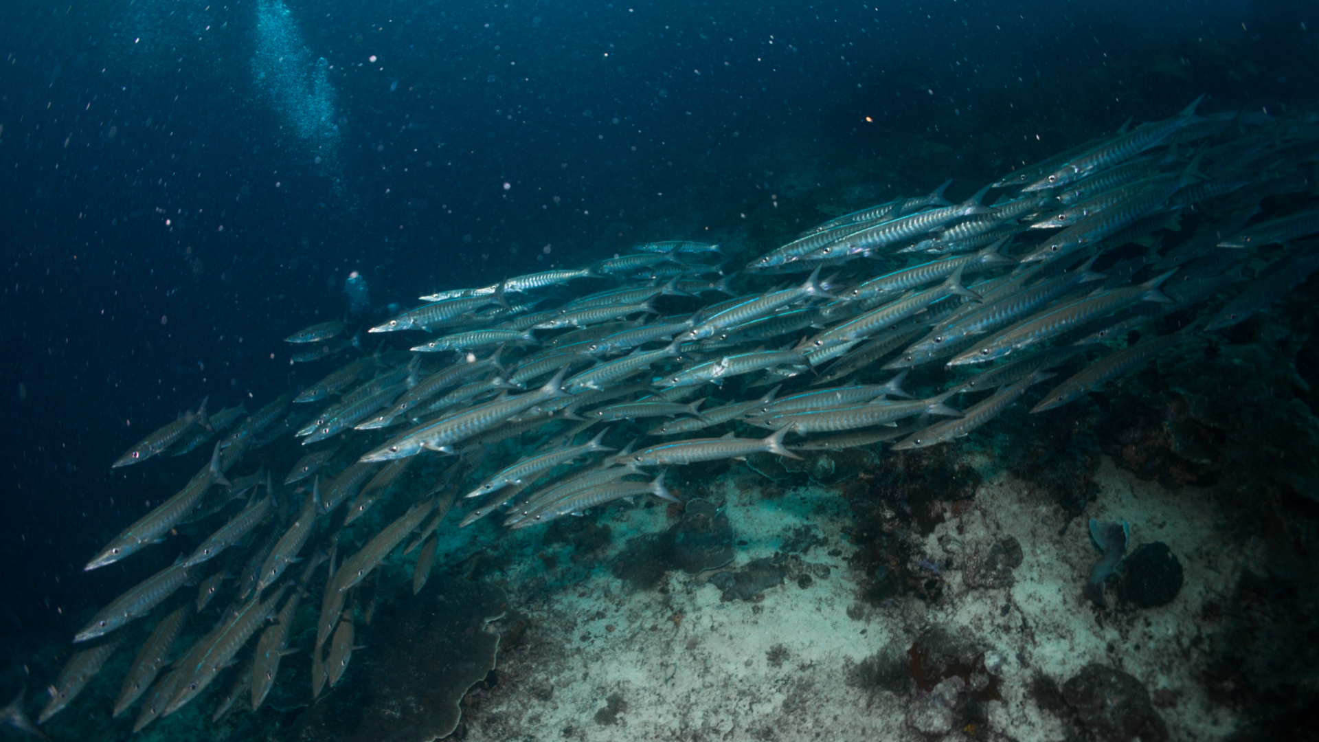 Barracuda fish Balearic Islands