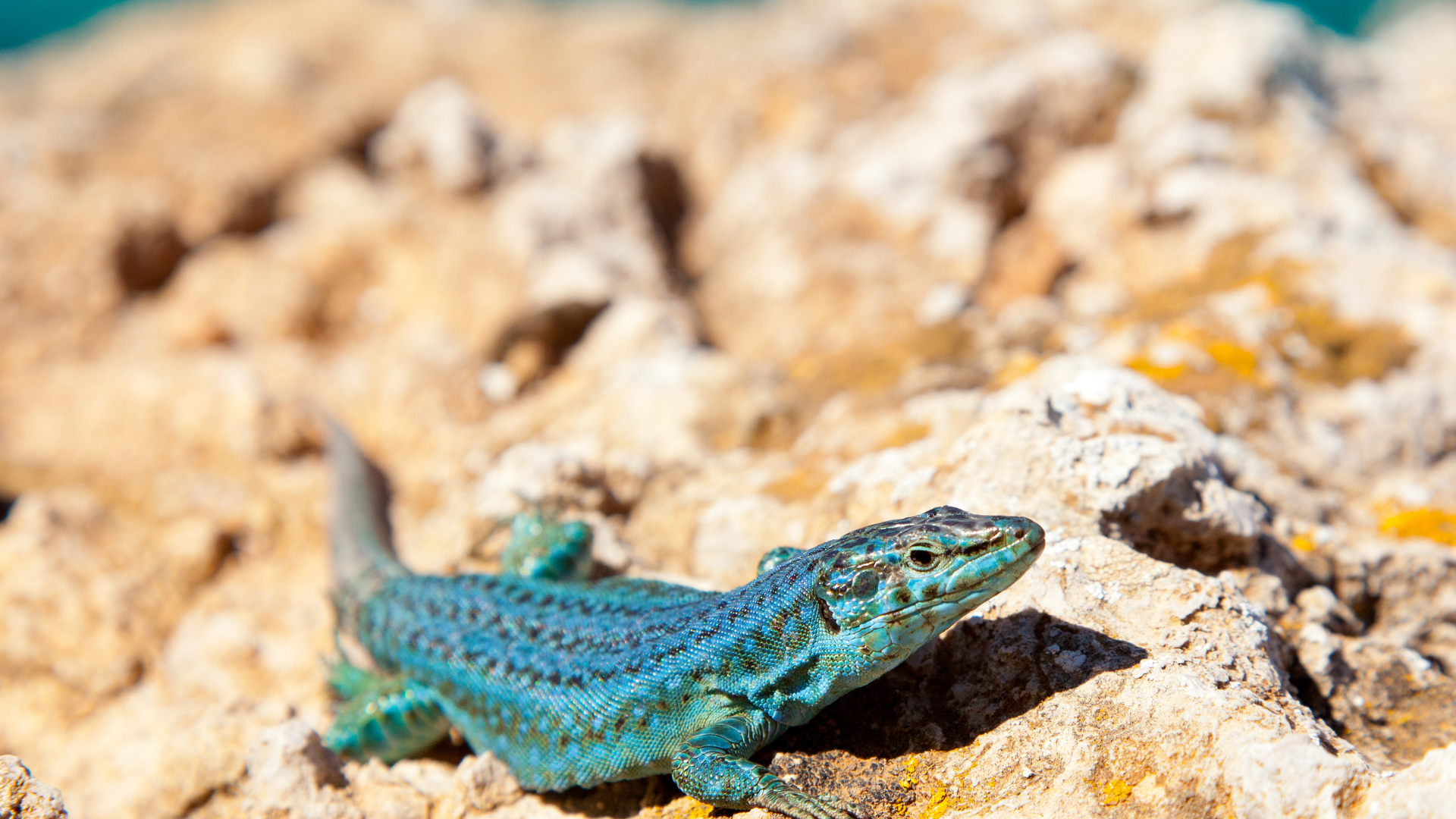 The lizards of Formentera