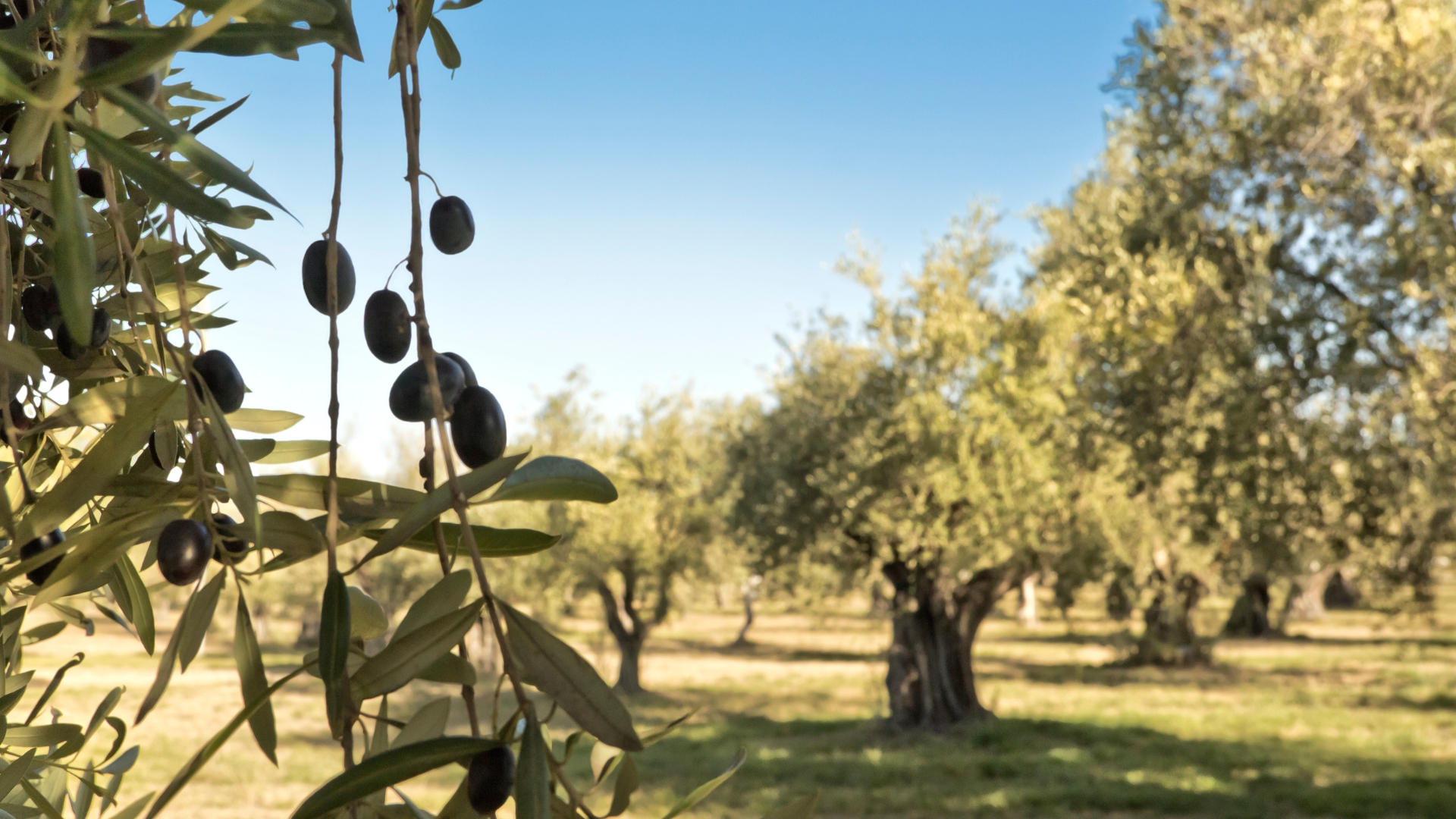 Visit the Bodrum olive orchards