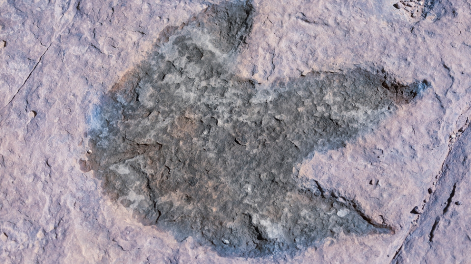 Dinosaur footprints of the Brijuni islands Boatsters Black 1
