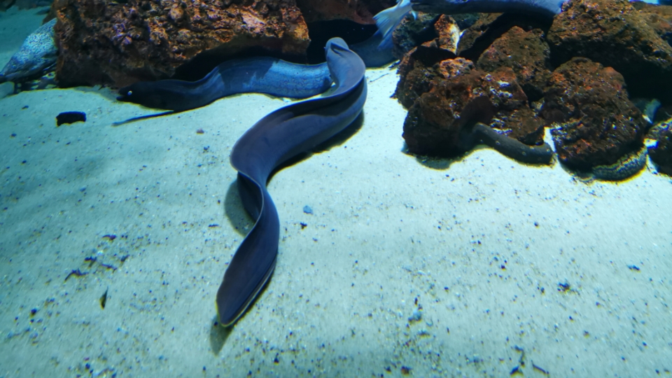 Moray eel Fish species in Turkey