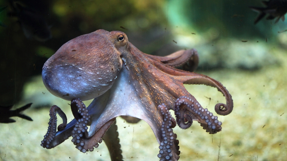 Turkey Octopus Fish species in Turkey